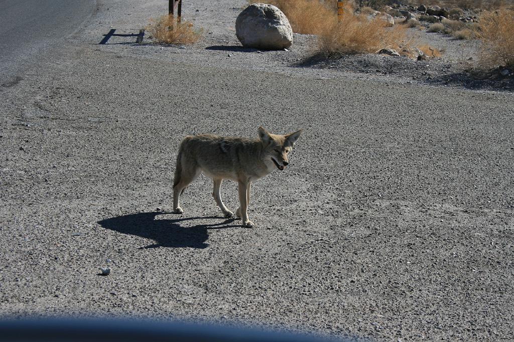 20081022 death valley 076.jpg - Death Valley - Fox on the road